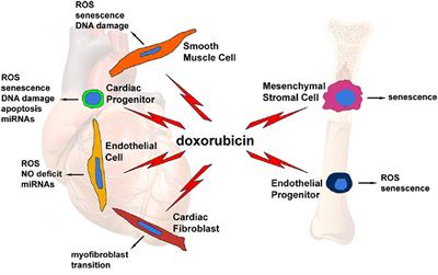 Cardiotoxicity of Anthracyclines